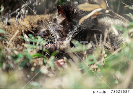 ハクビシンの写真素材