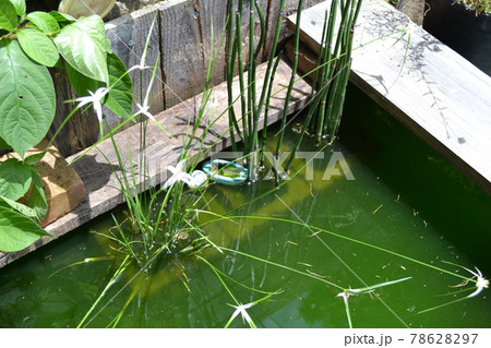 庭 池 水鉢 緑色の写真素材