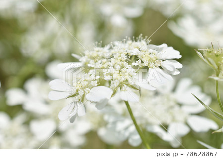 ホワイトレースフラワー 白色の写真素材