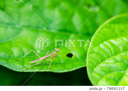 カマキリ 可愛いの写真素材