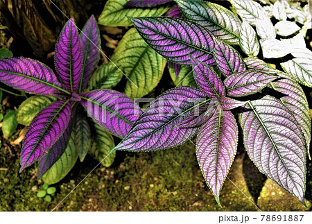 ウラムラサキ 葉 裏紫 ストロビランテスの写真素材