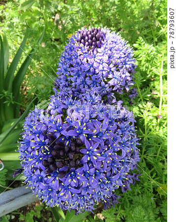 花火みたいな花の写真素材