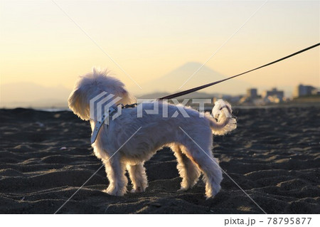 夕方 犬 散歩 後姿 冬の写真素材