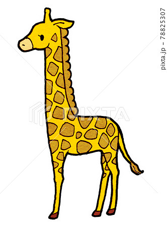 Giraffeのイラスト素材