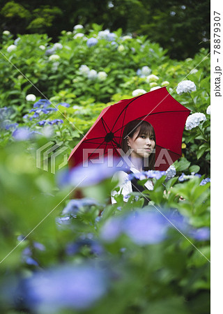 雨 傘 梅雨 美しいの写真素材