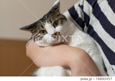 猫 ネコ 抱っこ 抱くの写真素材