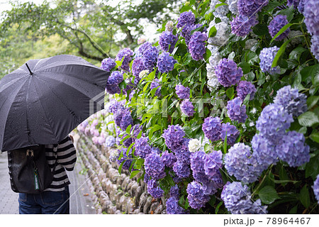 雨 傘 梅雨 美しいの写真素材