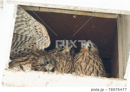 鳥 猛禽類 幼鳥 ハヤブサの写真素材
