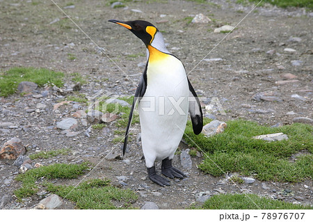 ペンギンの写真素材集 ピクスタ