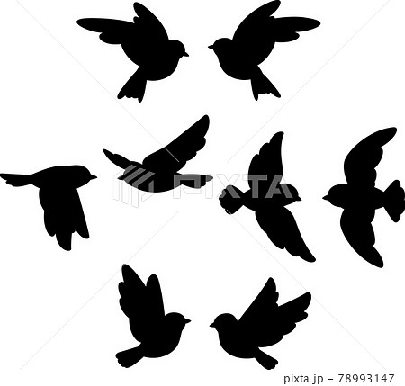 鳥 シルエットイラスト イラスト 羽ばたくの写真素材
