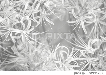 彼岸花 花 モノクロ 白黒の写真素材