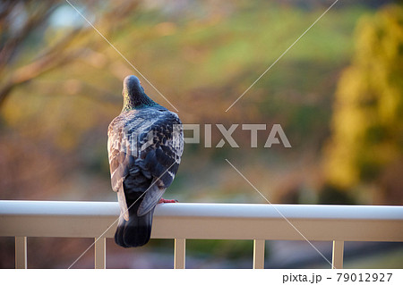 鳥 小鳥 フェンス 後ろ姿の写真素材