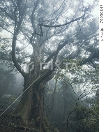 巨木 樹林 杉 シラヌタの大杉の写真素材 - PIXTA