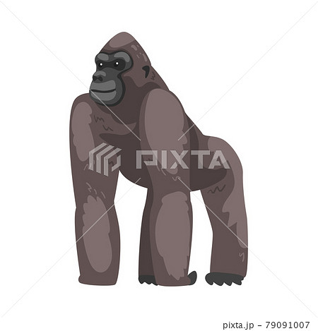 ゴリラ 動物 猿 ポーズの写真素材 - PIXTA