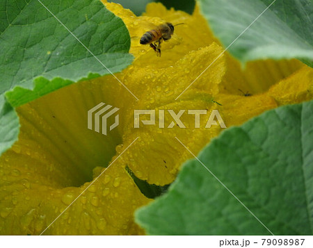 カボチャの花粉の写真素材