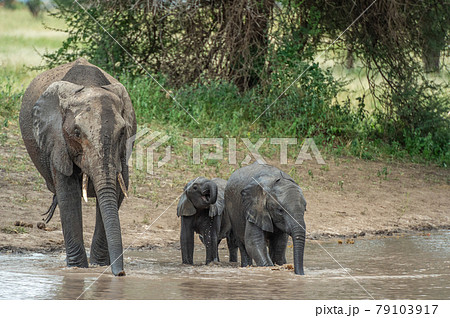 ぞう 象 の写真素材集 ピクスタ