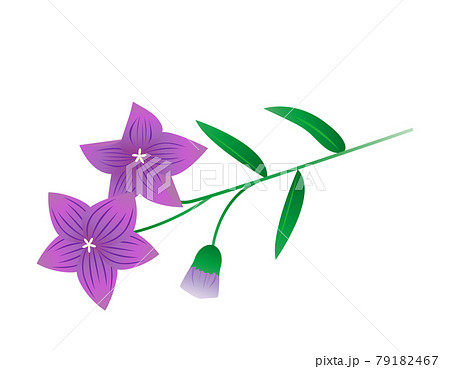 桔梗のイラスト素材