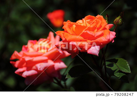 イギリス国花の写真素材