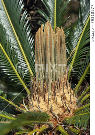 蘇鉄の花の写真素材