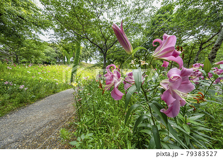 ラッパ型の花の写真素材
