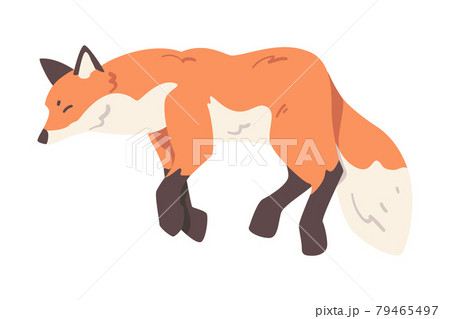 きつね キツネ 狐 ジャンプのイラスト素材