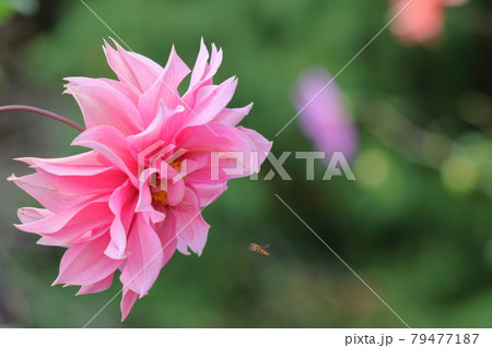 メキシコの国花の写真素材