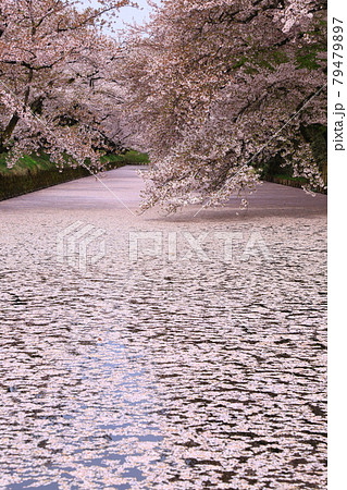 花筏の写真素材 - PIXTA