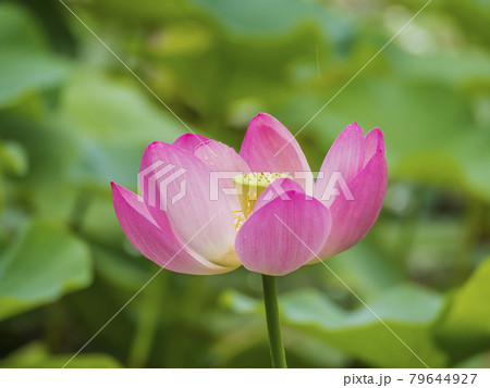 凛とした花の写真素材