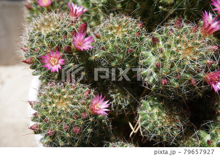 サボテンの綿毛 多肉植物の写真素材