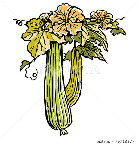 ヘチマの花の写真素材