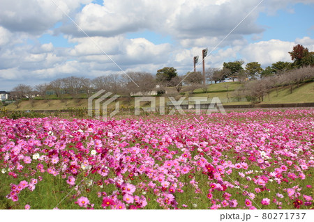 コスモス コスモス畑 希望ヶ丘公園 小美玉市の写真素材