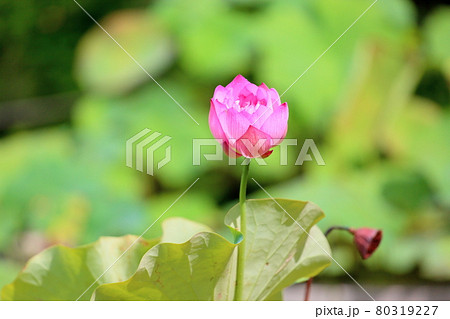 大きい花 花びらの写真素材