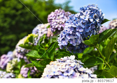 花 茶色 紫陽花の写真素材