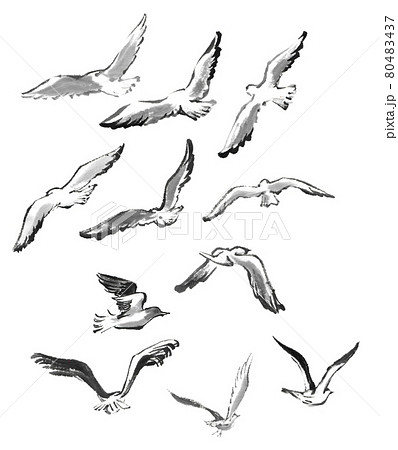 Seagull Sea Birds Pngs