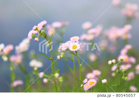 山野草 野の花 ピンク 春の写真素材
