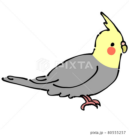 オカメインコのイラスト素材