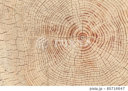 年輪 丸太 断面の写真素材