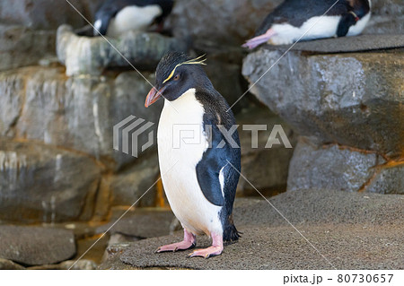 ミナミイワトビペンギンの写真素材