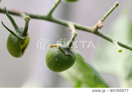 トマト 害虫 オオタバコガ 幼虫の写真素材