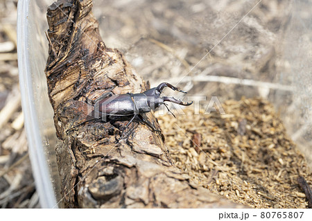 昆虫 クワガタ ノコギリクワガタ かっこいいの写真素材