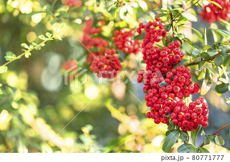 セイヨウナナカマドの写真素材