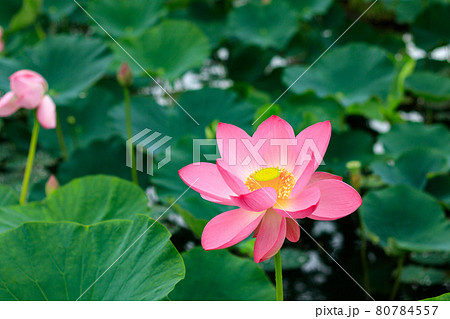 日本芙蓉 仏教 花びらの写真素材