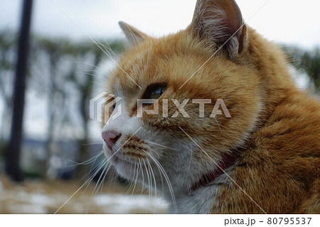 猫 動物 茶トラ 横顔の写真素材