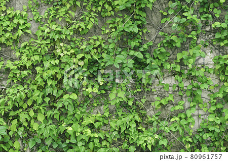 雑草 つる 植物 葉の写真素材