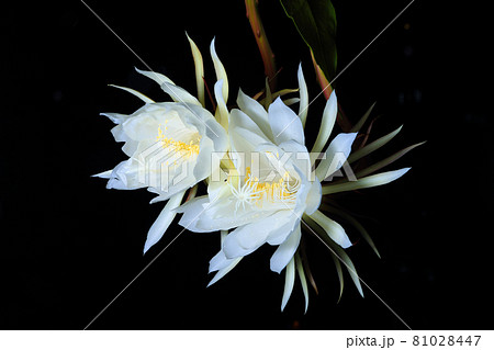 月下美人 黒背景 アップ 夜の写真素材