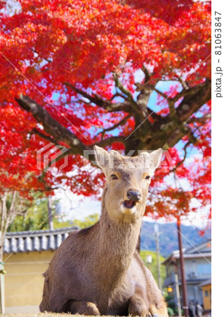 鹿の正面の写真素材