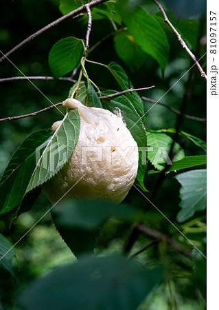 アオガエル 卵塊 卵泡 カエルの写真素材