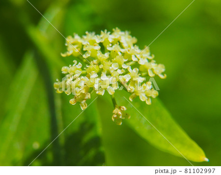 セロリの花の写真素材