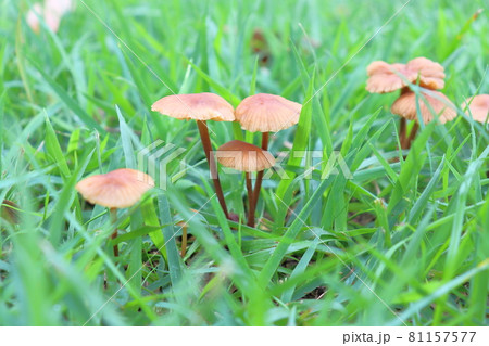 きのこ キノコ 芝生 草原の写真素材