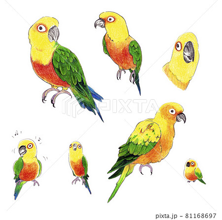 インコ オウムのイラスト素材集 ピクスタ